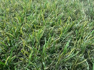 Cesped artificial Alabama - Center Grass