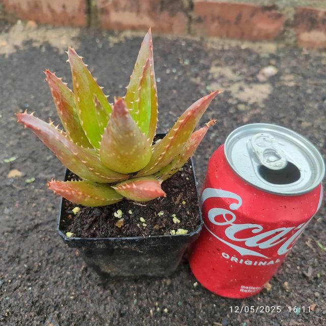 Aloe Saponaria 8 cm - Planta Suculenta