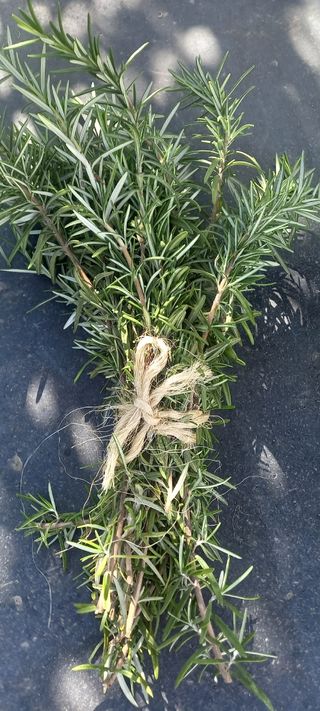 Piante aromatiche bio