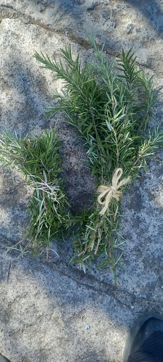 Piante aromatiche bio