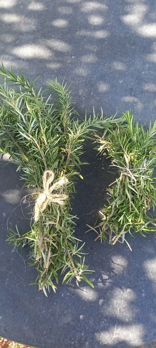 Piante aromatiche bio