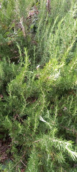 Piante aromatiche bio