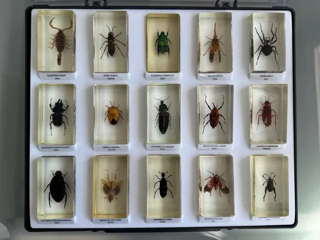 Colecciòn Insectos National Geographic