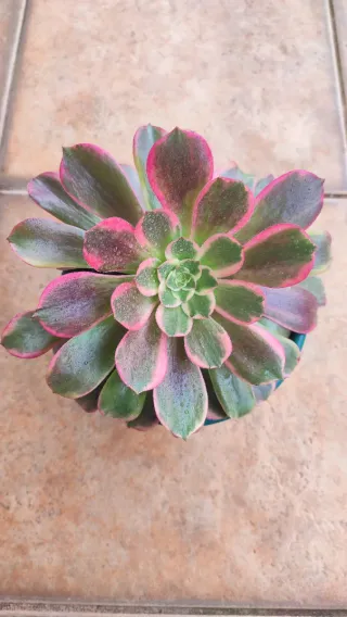 Aeonium Anna
