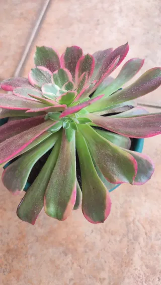 Aeonium Anna