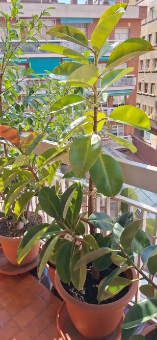 Ficus Elástica