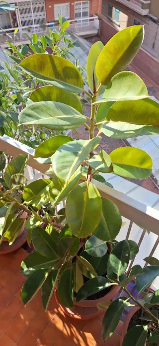 Ficus Elástica