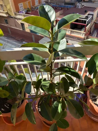 Ficus Elástica