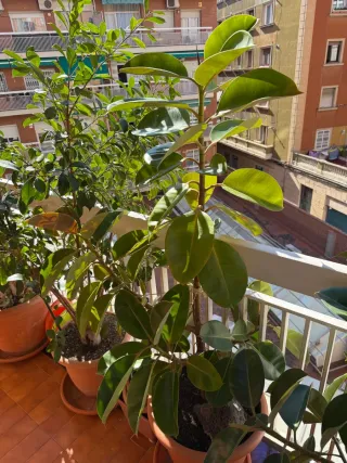Ficus Elástica