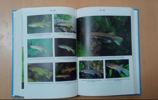 Review of Rivulus Ecobiogeography - Relationships