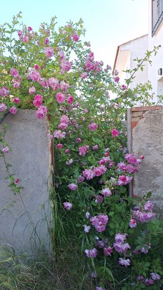 Jardineria,desbroces y podas.
