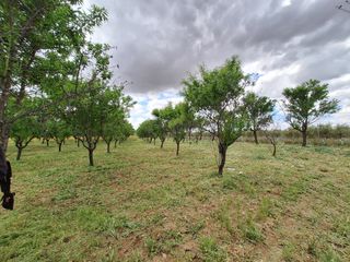 Jardineria,desbroces y podas.