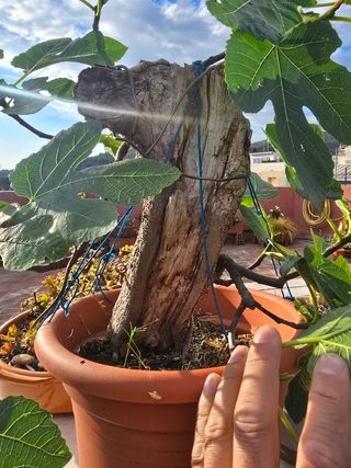 Bonsai 