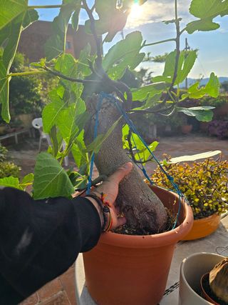 Bonsai 