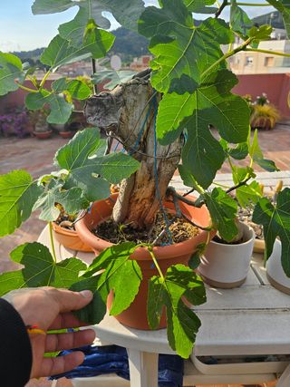 Bonsai 