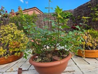 Bonsai 