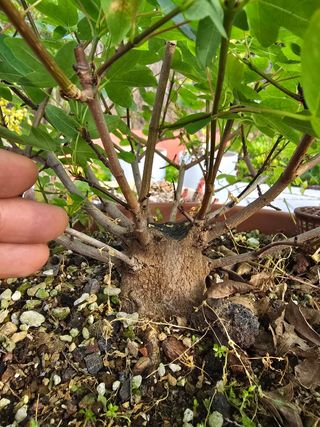 Bonsai 