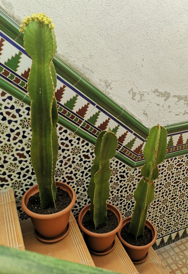 🌵CACTUS🌵EUPHORBIA CANDELABRUM