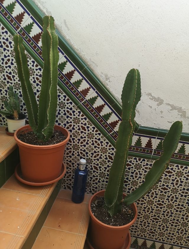 🌵CACTUS🌵EUPHORBIA CANDELABRUM