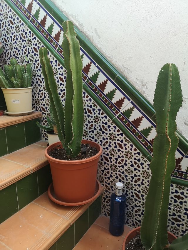 🌵CACTUS🌵EUPHORBIA CANDELABRUM