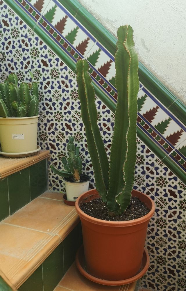 🌵CACTUS🌵EUPHORBIA CANDELABRUM
