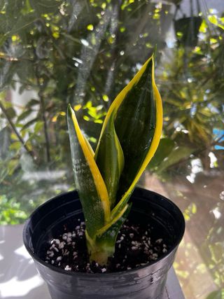 Planta Espada de São Jorge (20cm)