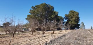 Terreno con frutales, edificable.