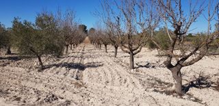 Terreno con frutales, edificable.
