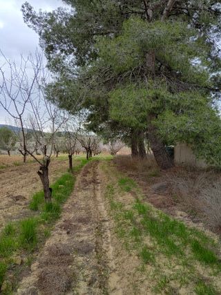 Terreno con frutales, edificable.