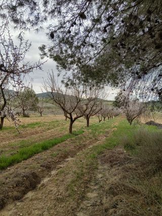 Terreno con frutales, edificable.