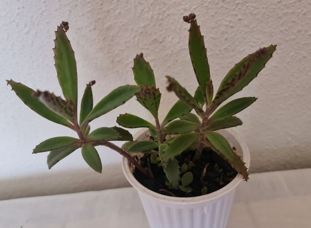 Kalanchoe daigremontiana.