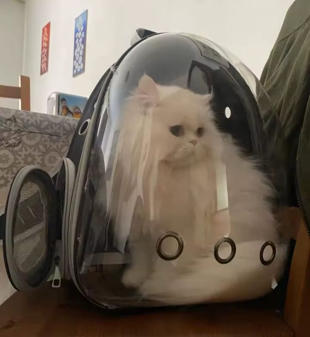 Mochila transporta gatos.NUEVA.SOLO QUEDA 1. Nueva
