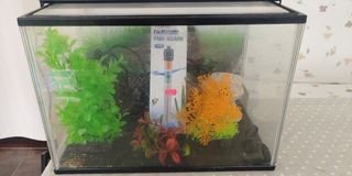 Pecera pequeña - Acuario