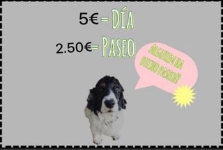 Cuido y paseo perros