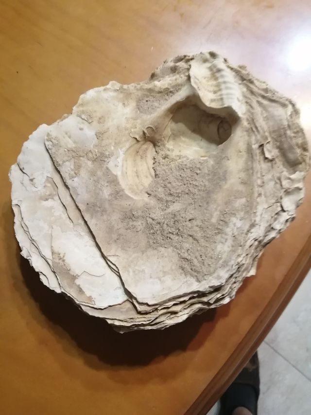 Fósil de ostra gigante El precio es negociable. 