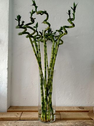 Bambú espiral - Planta de interior