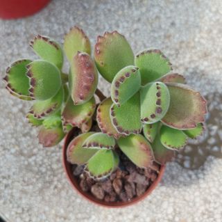 Suculenta Cotyledon tomentosa "garrita de oso"