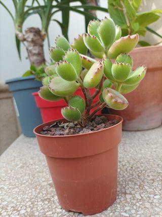 Suculenta Cotyledon tomentosa "garrita de oso"