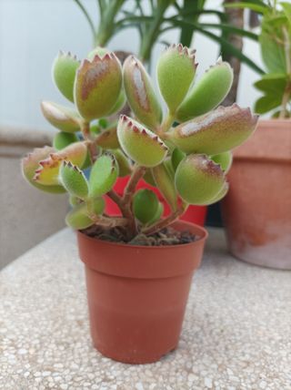 Suculenta Cotyledon tomentosa "garrita de oso"
