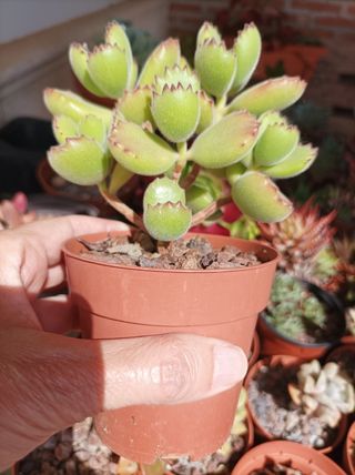 Suculenta Cotyledon tomentosa "garrita de oso"