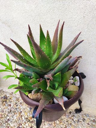 Planta Aloe Vera