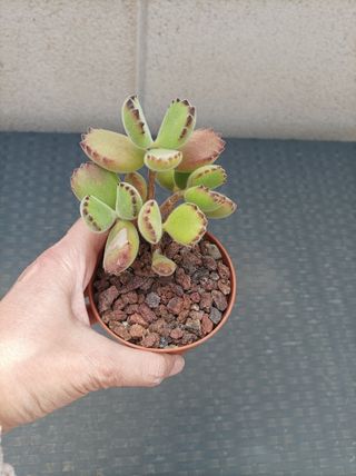 Suculenta Cotyledon tomentosa o "garrita de oso"