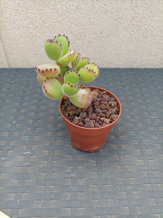 Suculenta Cotyledon tomentosa o "garrita de oso"
