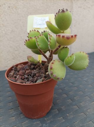 Suculenta Cotyledon tomentosa o "garrita de oso"