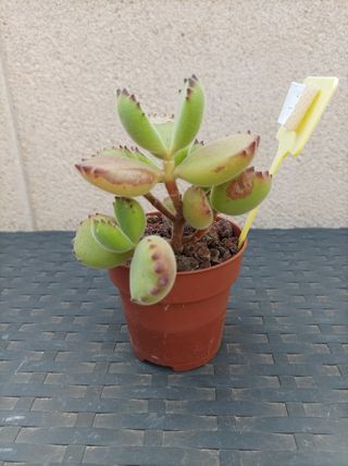 Suculenta Cotyledon tomentosa o "garrita de oso"