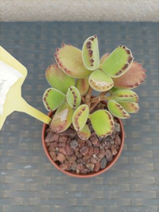 Suculenta Cotyledon tomentosa o "garrita de oso"
