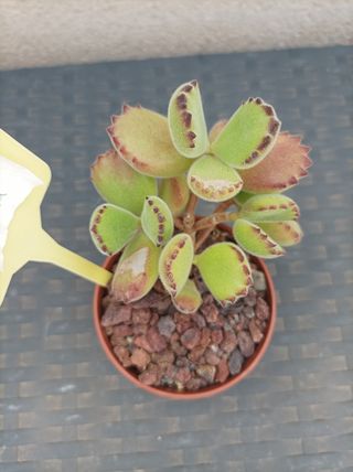 Suculenta Cotyledon tomentosa o "garrita de oso"