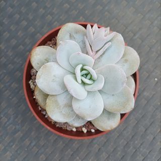 Suculenta Echeveria laui 