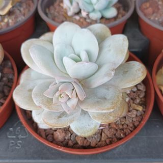 Suculenta Echeveria laui 