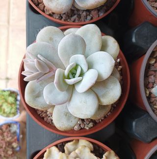 Suculenta Echeveria laui 